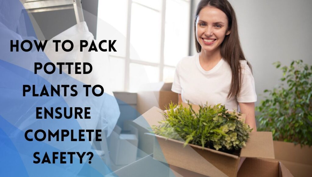 How to Pack Potted Plants to Ensure Complete Safety