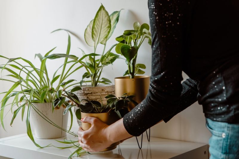 How to Pack Potted Plants to Ensure Complete Safety