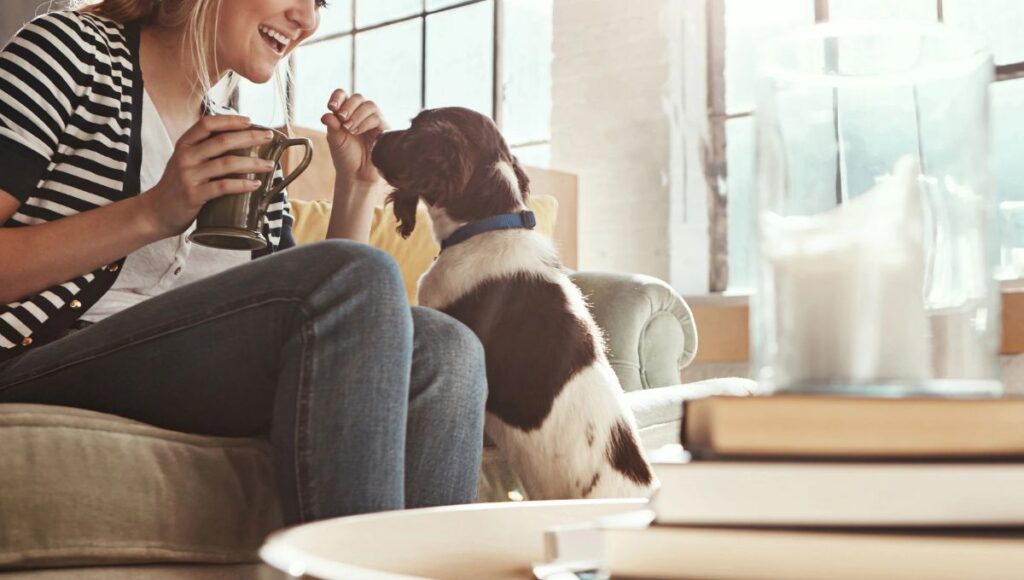 House moving with dogs 