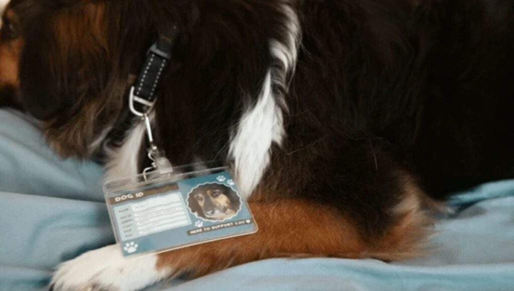 House moving with dogs 