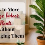 How to Move with Large Indoor Plants Without Damaging Them