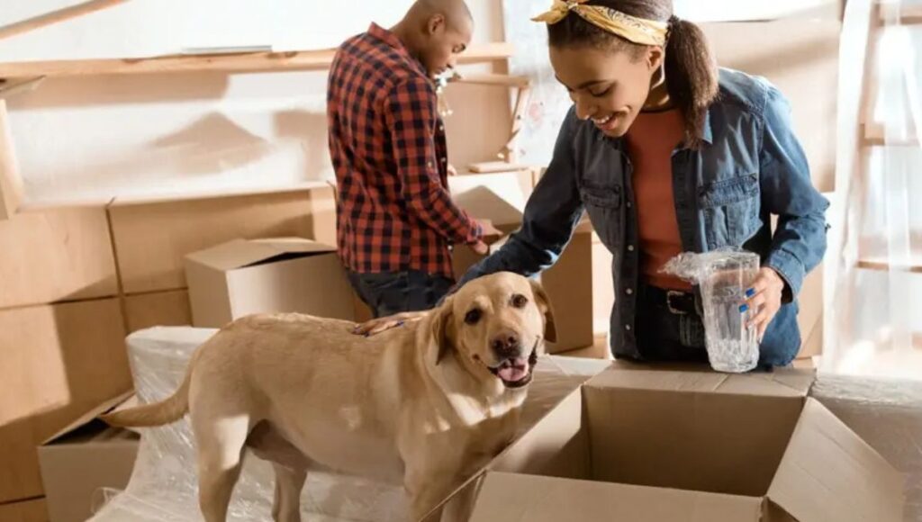 Moving house with dog 