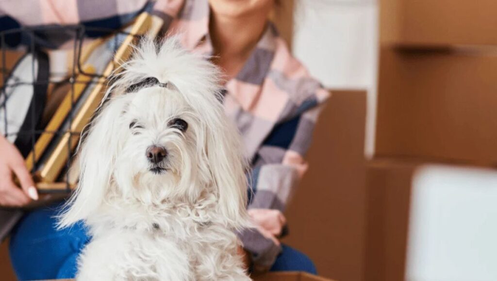 moving House with dogs